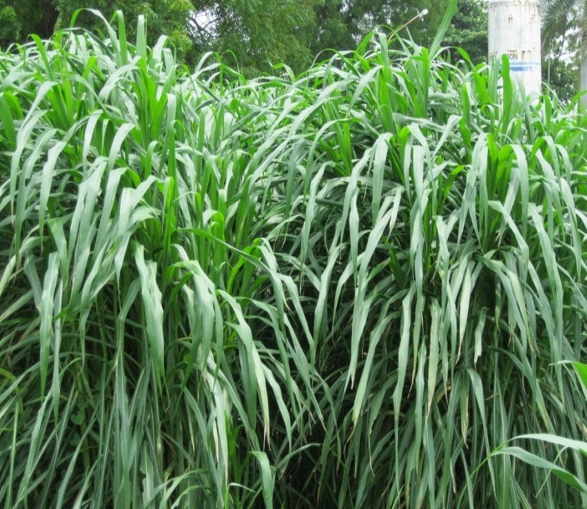 grow-napier-grass-molo-dairy-farmers-told